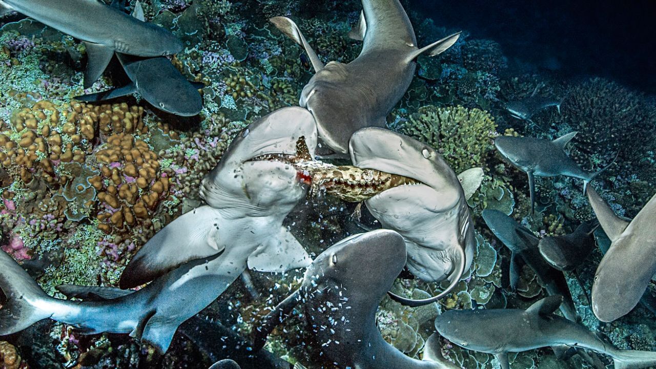 تصاویر کم‌یاب حمله کوسه‌ها به ماهی‌ها