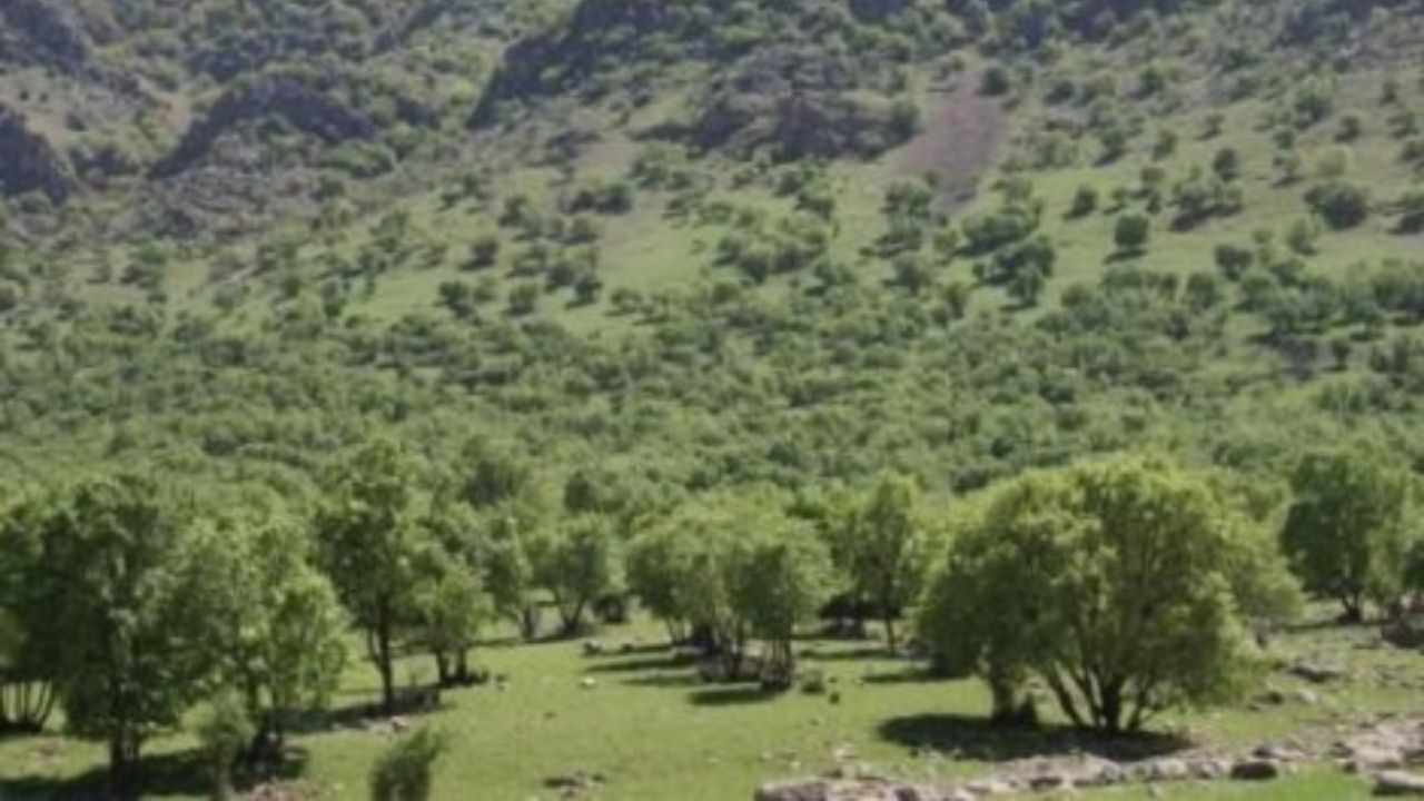 انسان عامل اصلی خشک شدن جنگل‌های زاگرس