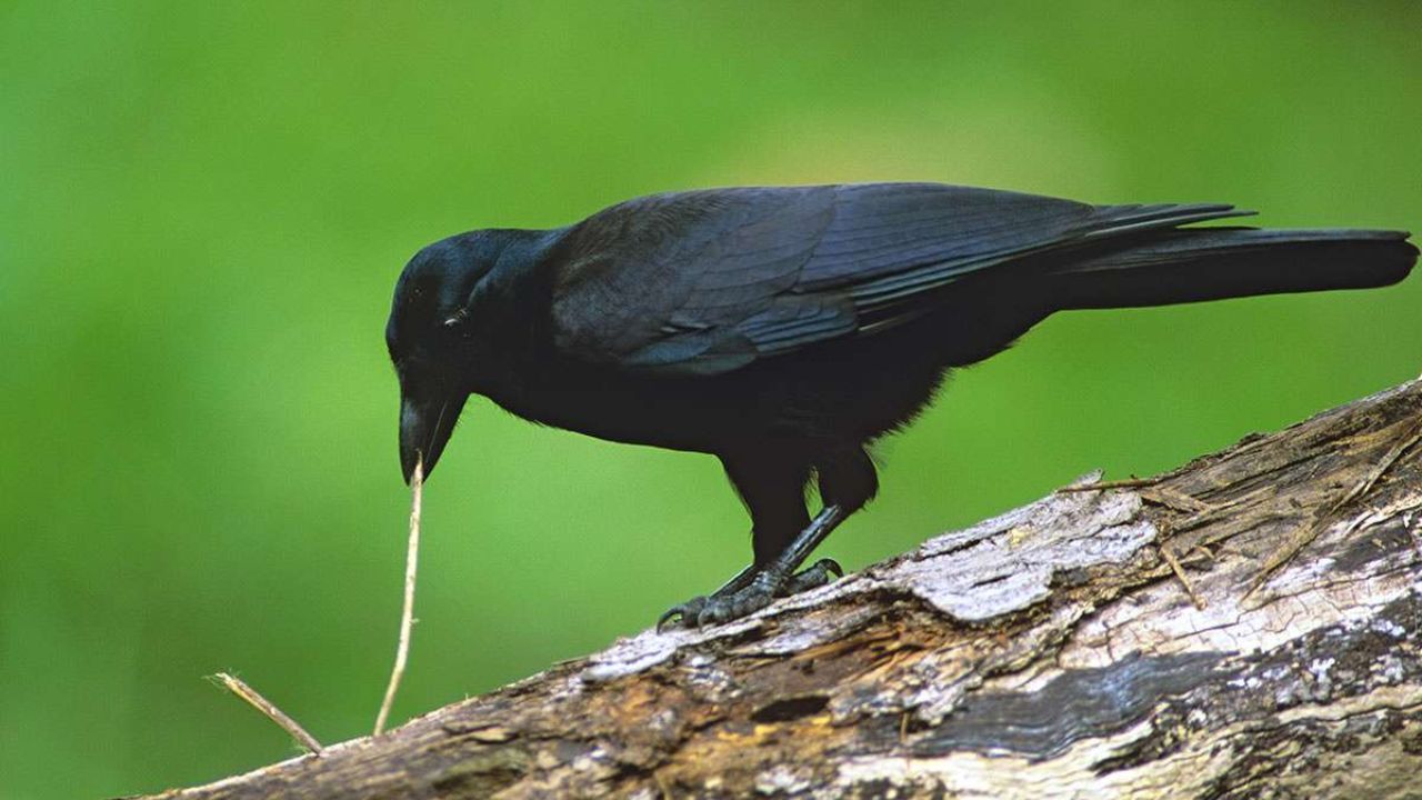 معاشرت کلاغ‌ها + عکس