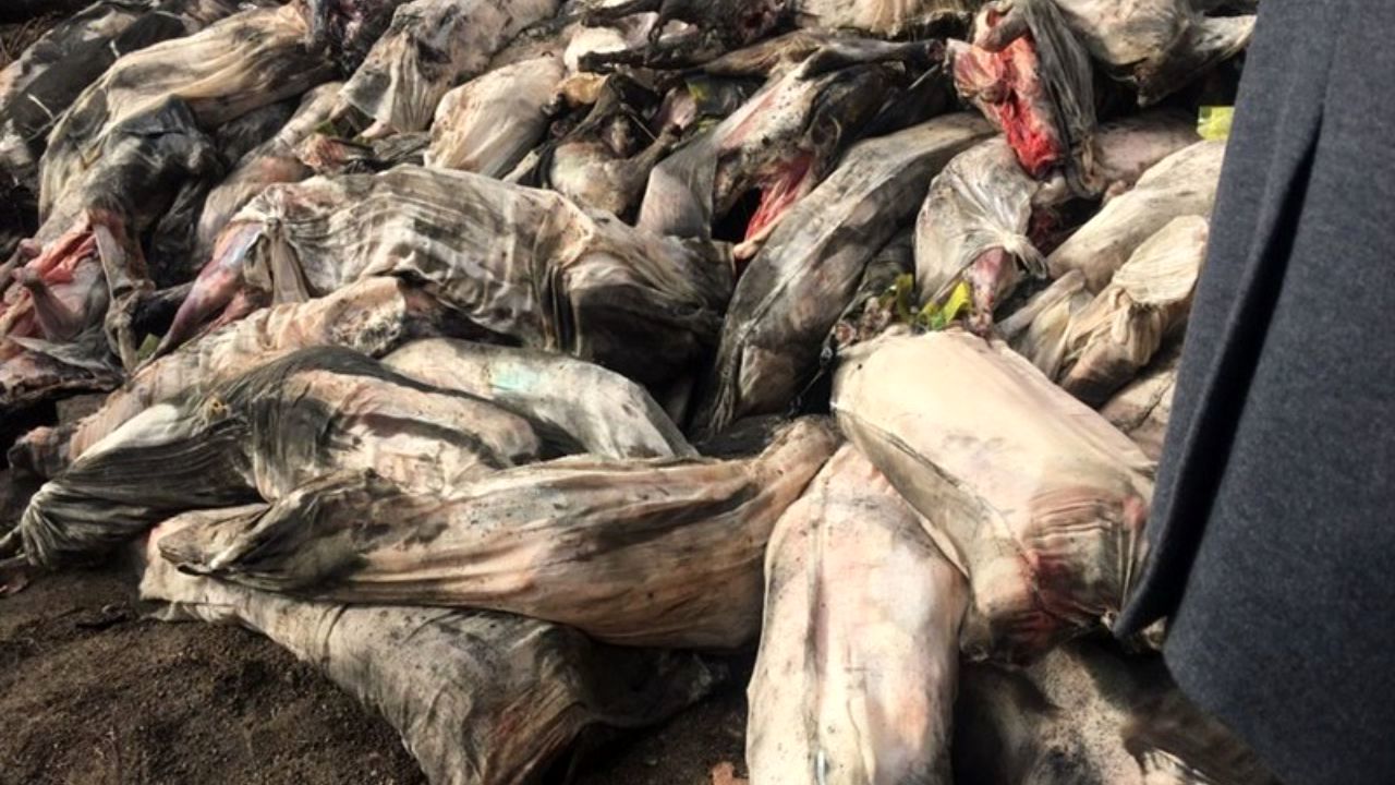 امحای بار گوشت هواپیمای سقوط کرده در زیبادشت