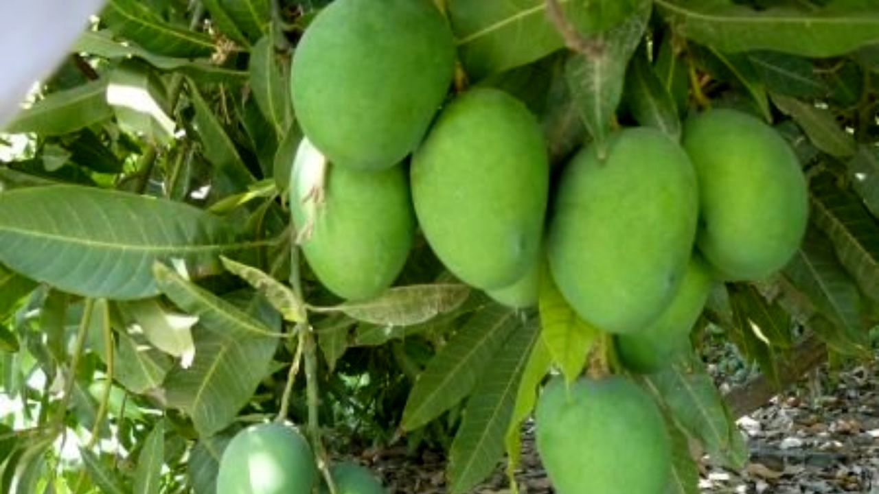 رتبه دوم سیستان و بلوچستان در تولید انبه