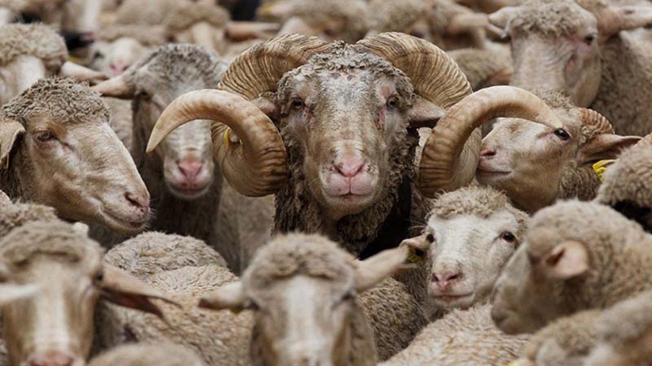 گرانی متولی دیگری دارد/ در «سیاه بهار» دام عرضه نمی‌کنیم