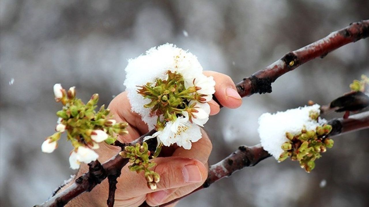نامه باغداران به روحانی و لاریجانی/ خسارت 7 هزارمیلیاردی سرمای بهاره
