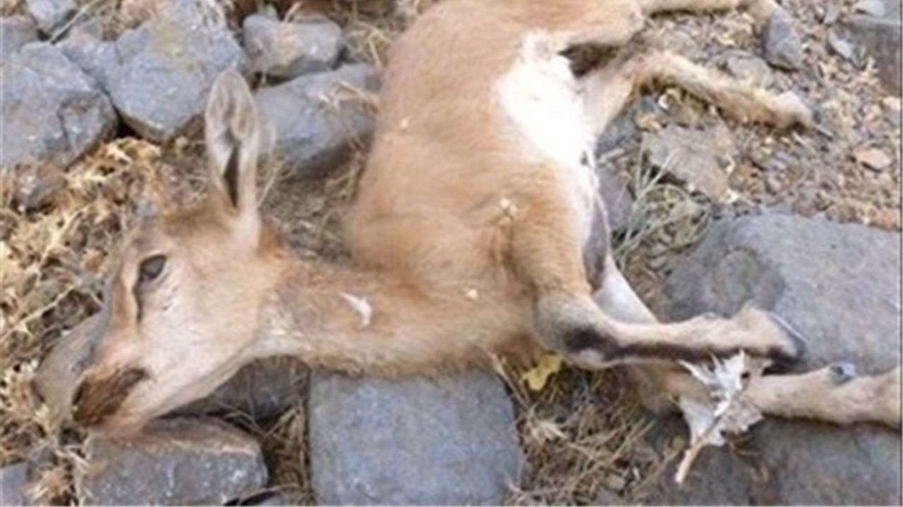 شیوع طاعون نشخوارکنندگان کوچک در پارک ملی «خبر»