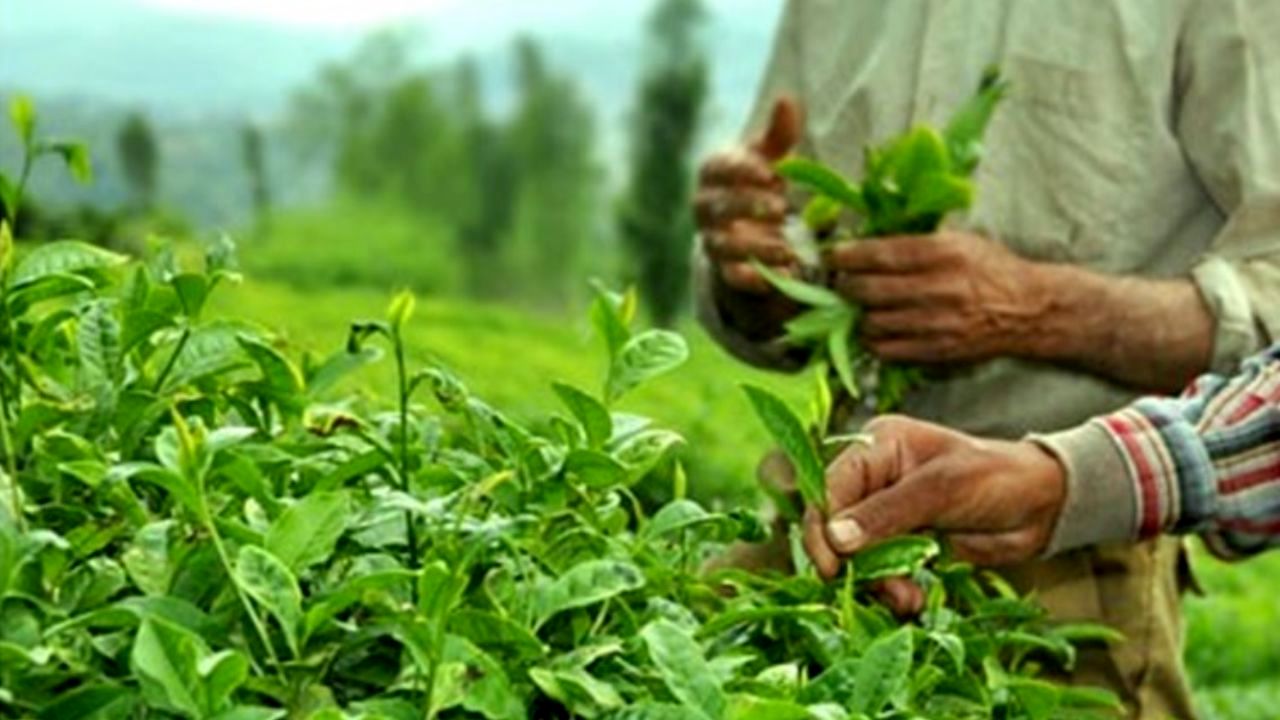 پایان برداشت چین دوم برگ سبز چای ‌از باغات شمال