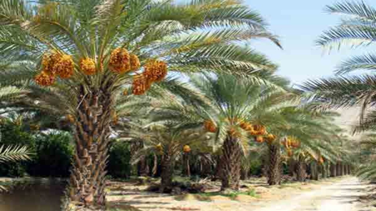 رهاسازی آب برای آبیاری نخیلات آبادان و خرمشهر