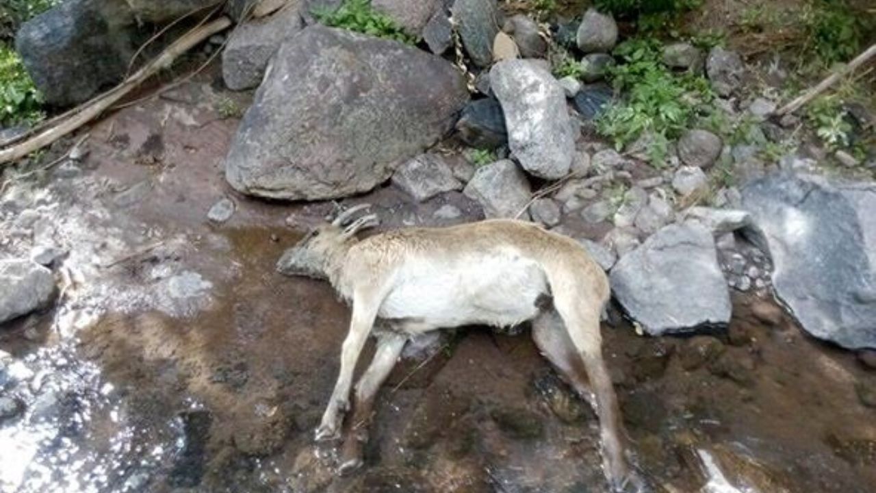 خطر شیوع طاعون نشخوارکنندگان در البرز
