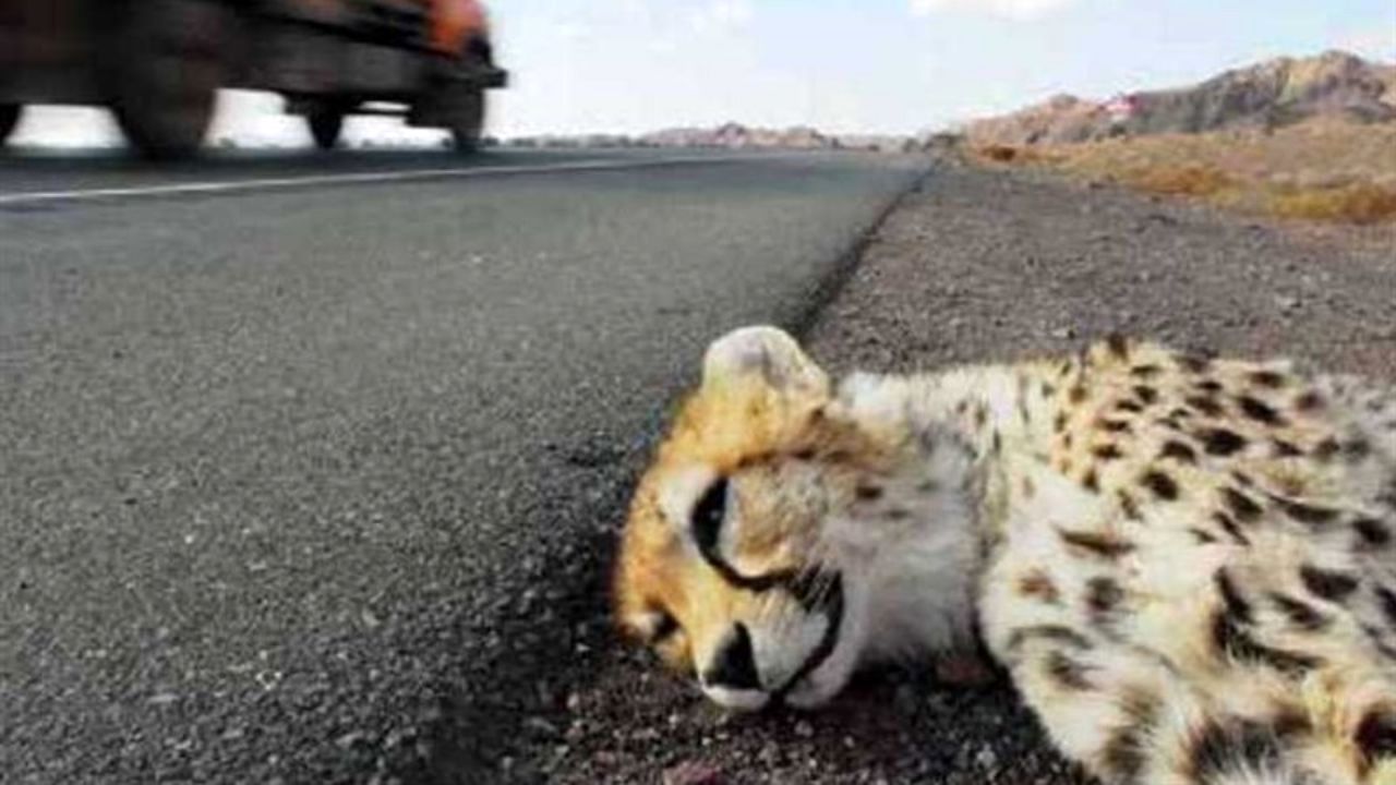 مصدومیت یک یوزپلنگ بر اثر تصادف جاده‌ای