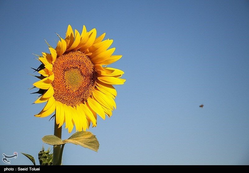 مزرعه آفتابگردان