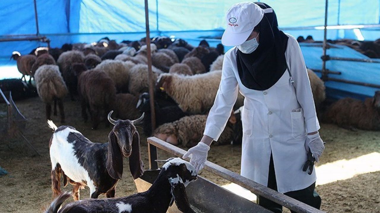 موردی از بیماری تب کریمه کنگو ثبت نشده است