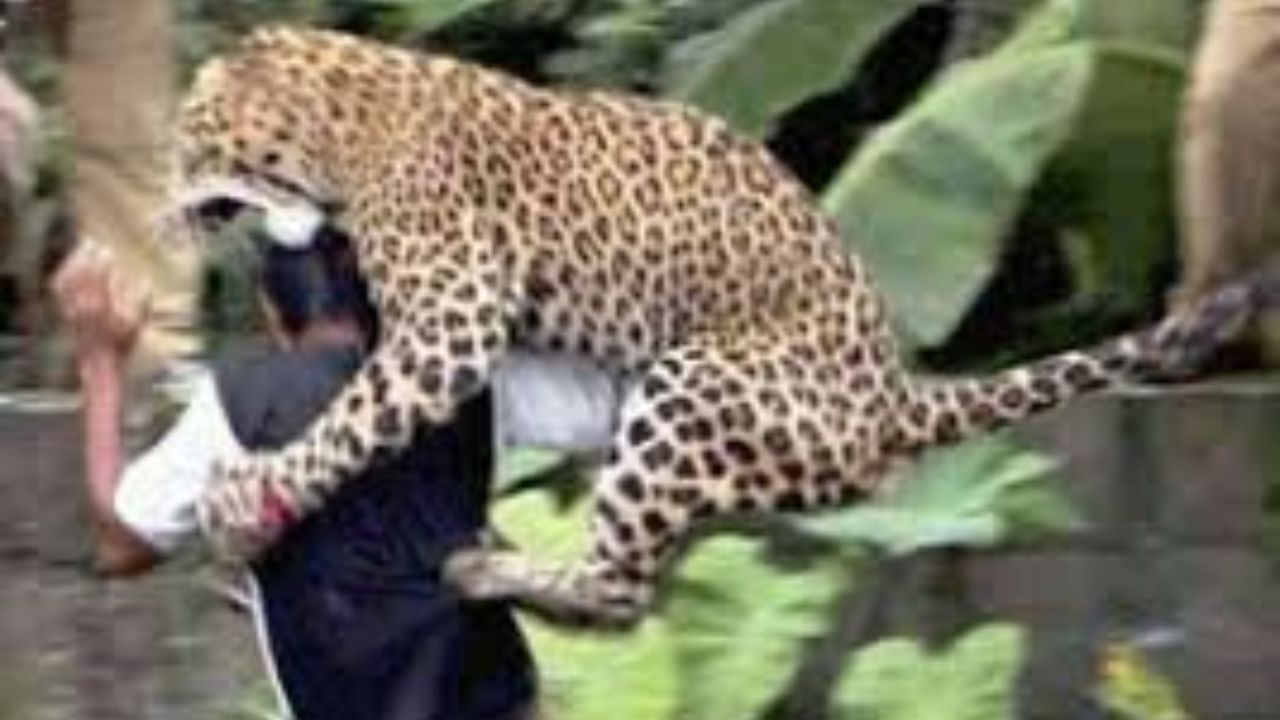 حمله پلنگ، به جوان ایرانشهری