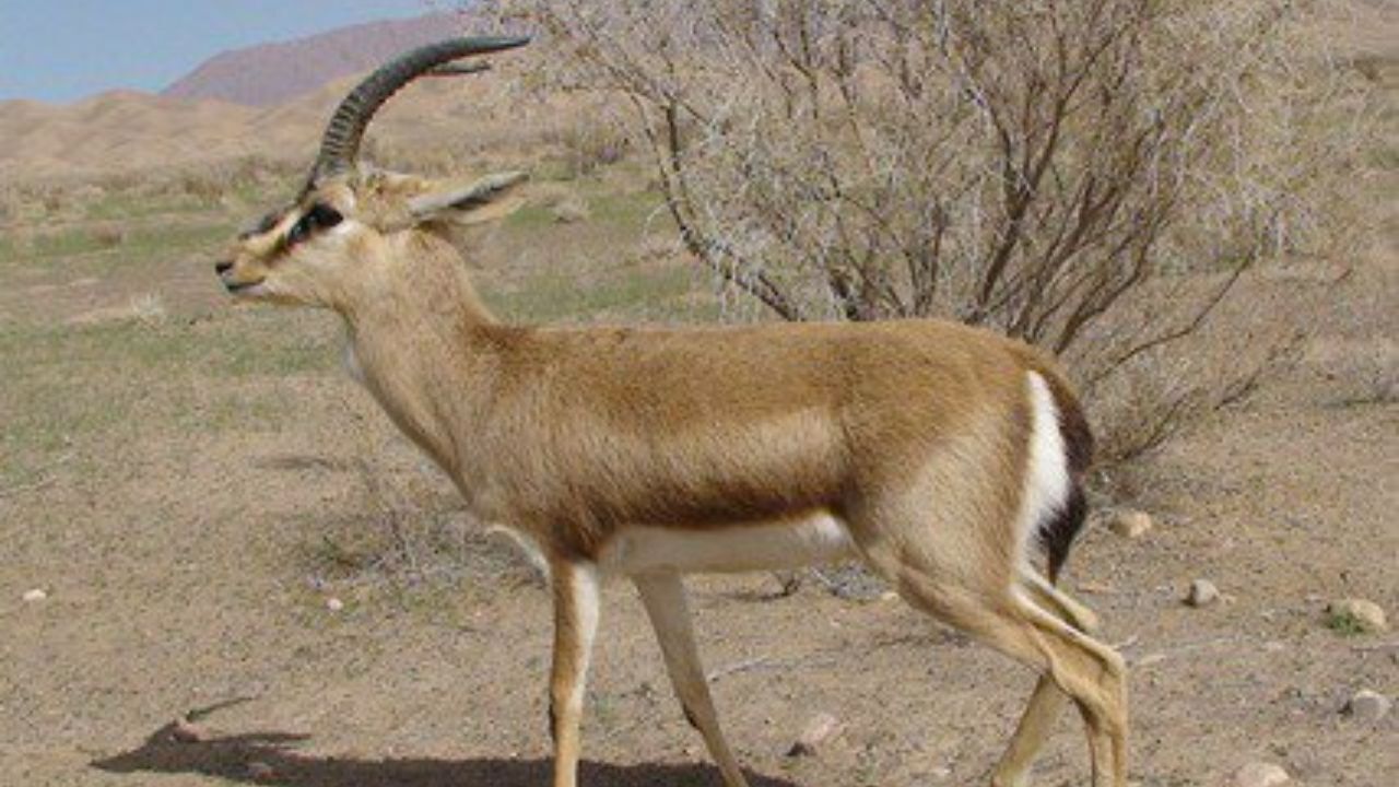 فراخوان ثبت‌نام برای دریافت مجوز شکار