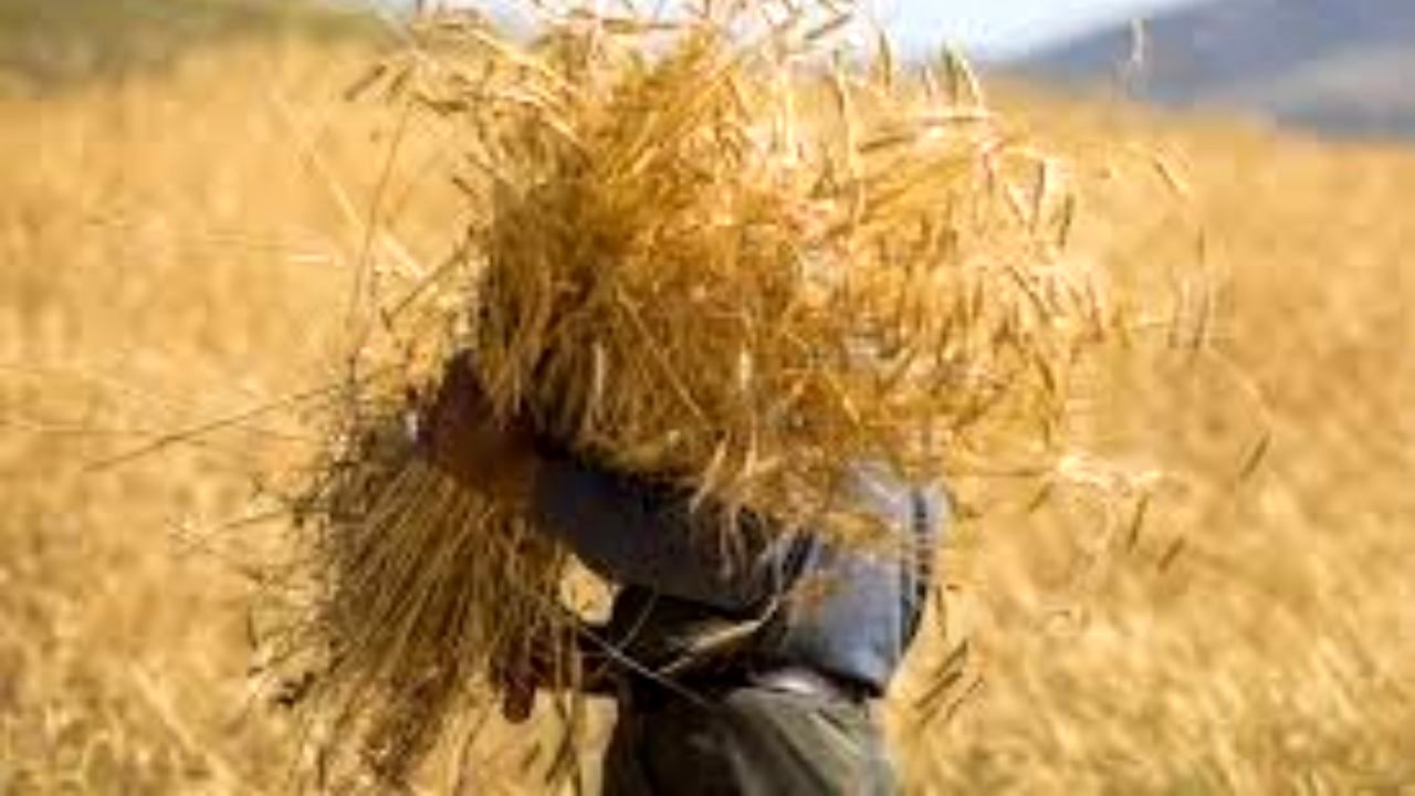 حذف نزدیک به 20 هزار هکتار کشت گندم در شرق اصفهان