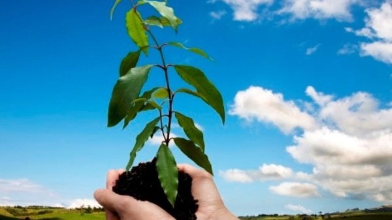 کاشت رایگان نهال مقابل منازل بنا به درخواست شهروندان