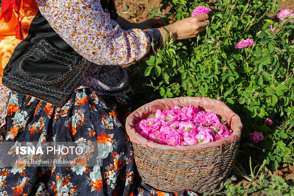 برداشت گل محمدی