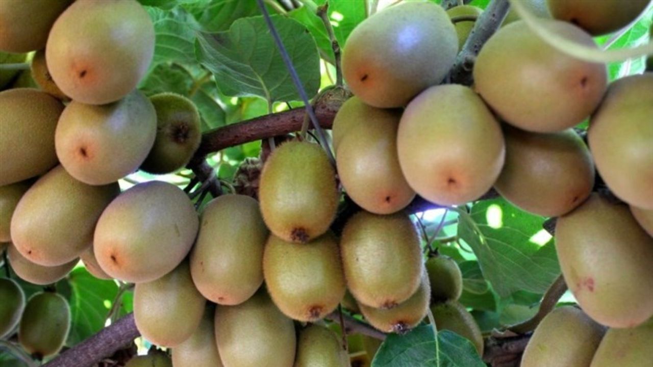 ایران چهارمین تولیدکننده کیوی جهان است