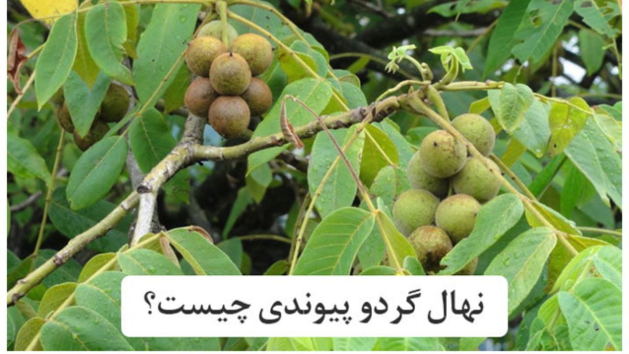 نهال گردو پیوندی چیست؟ (راهنمای خرید)