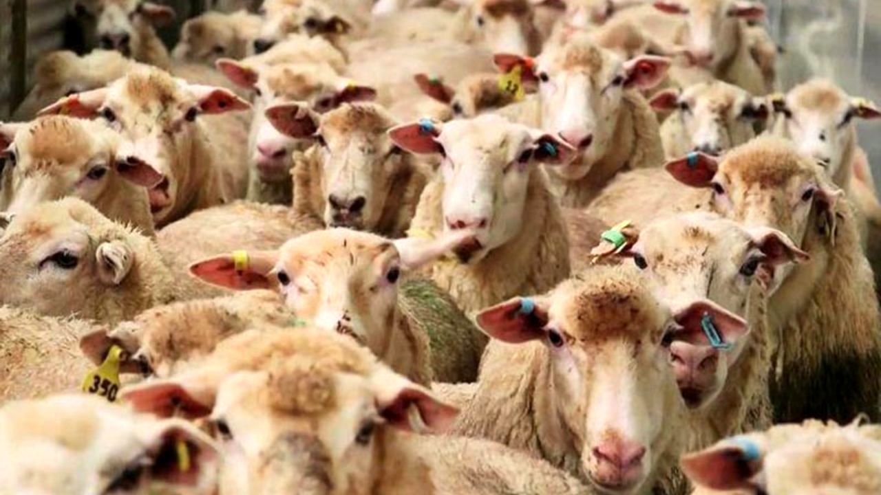 مشکلات نظام توزیع، علت اصلی گرانی گوشت در بازار/ نگران تامین گوشت در آینده هستیم
