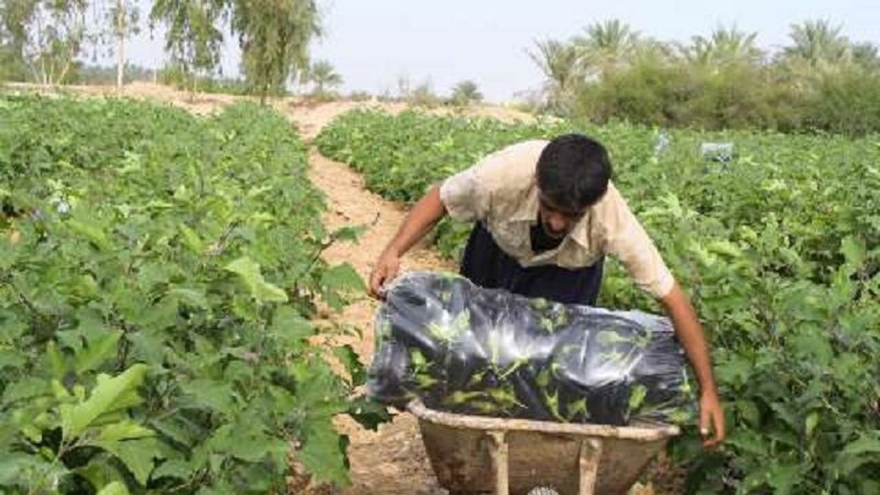 بادمجان‌کارانی که خرجشان با دخلشان نمی‌خواند