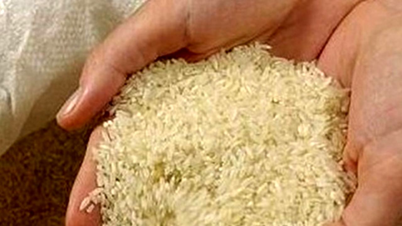 واردات برنج ممنوع شد