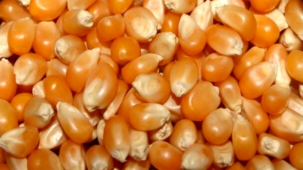 زنگ خطر کمبود ذرت با کاهش موجودی بنادر