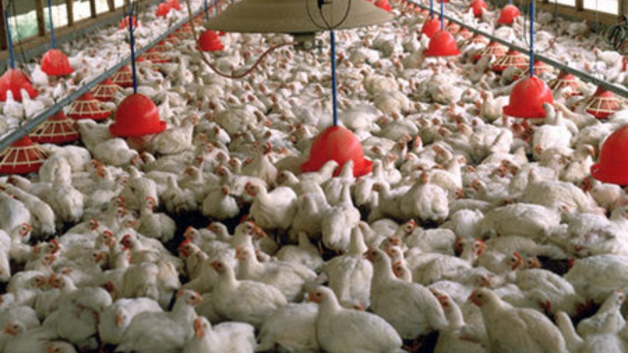 کرایه های سنگین حمل و نقل کمر مرغداران را شکسته/ جوجه یکروزه کم است