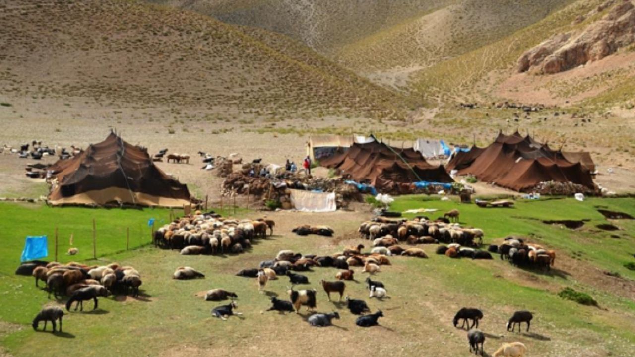 دامپزشکی: طاعون نشخوار کنندگان قابلیت انتقال به انسان را ندارد/ واکسیناسیون 59 میلیون راس گوسفند و بز علیه بیماری طاعون
