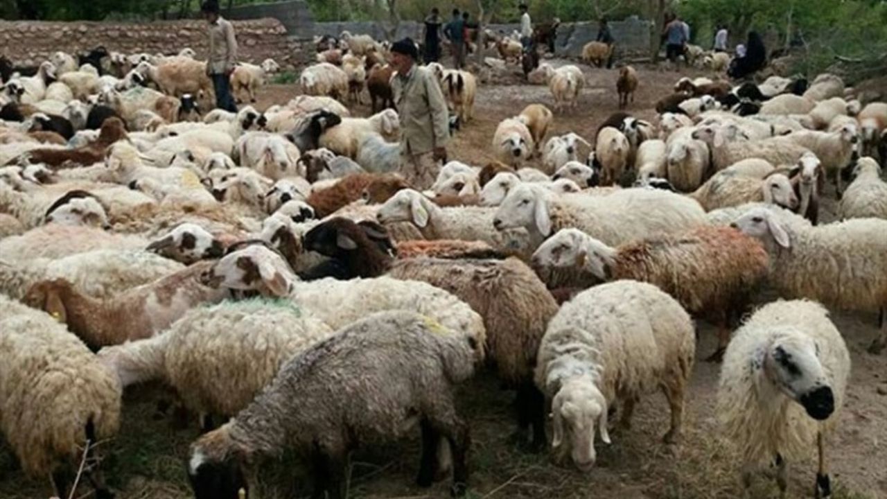 مصوبه خرید حمایتی دام روستایی مشکلات بسیاری دارد/ تبصره ها شفاف نیست