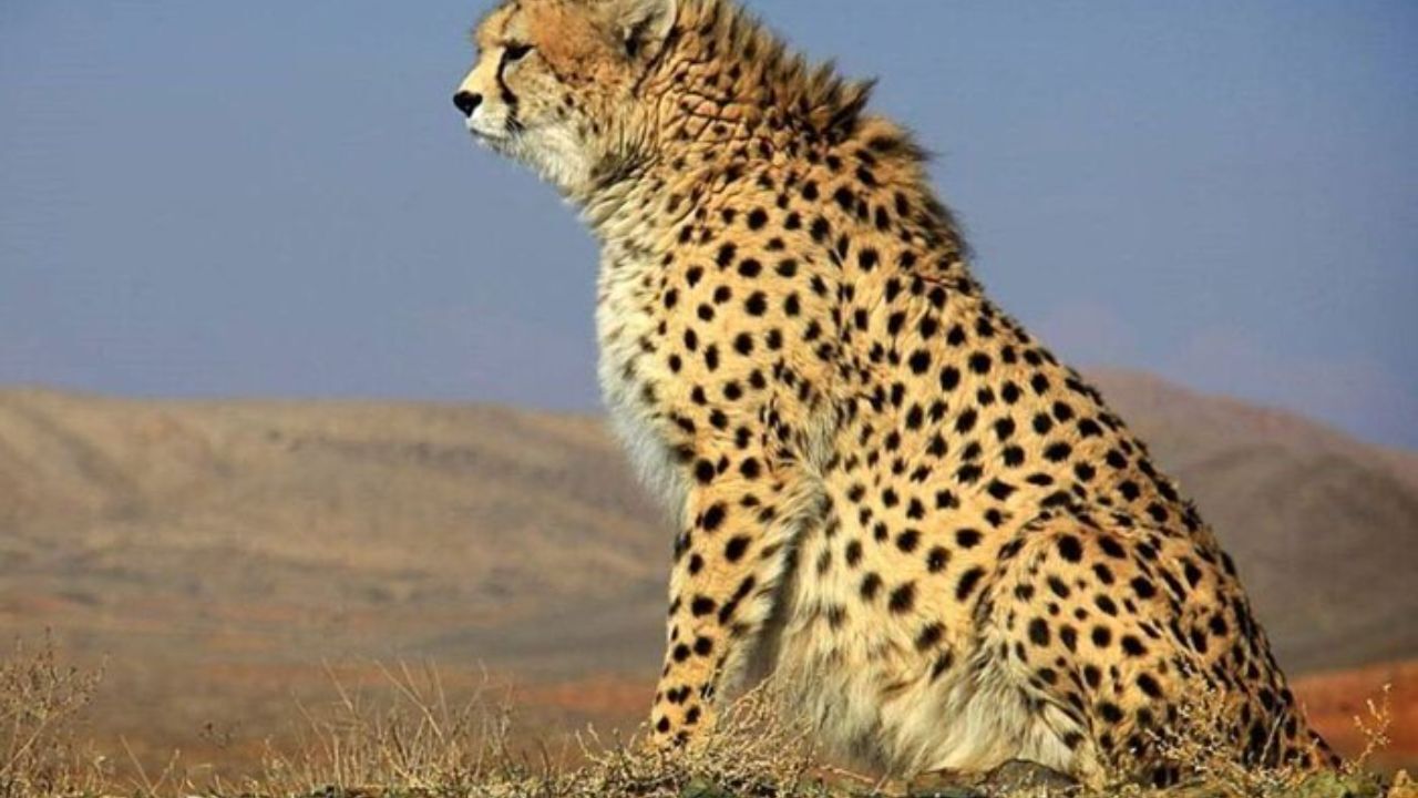 اولین ذخیره‌سازی ژن‌های یوزپلنگ در استان سمنان به دست متخصصان ایرانی