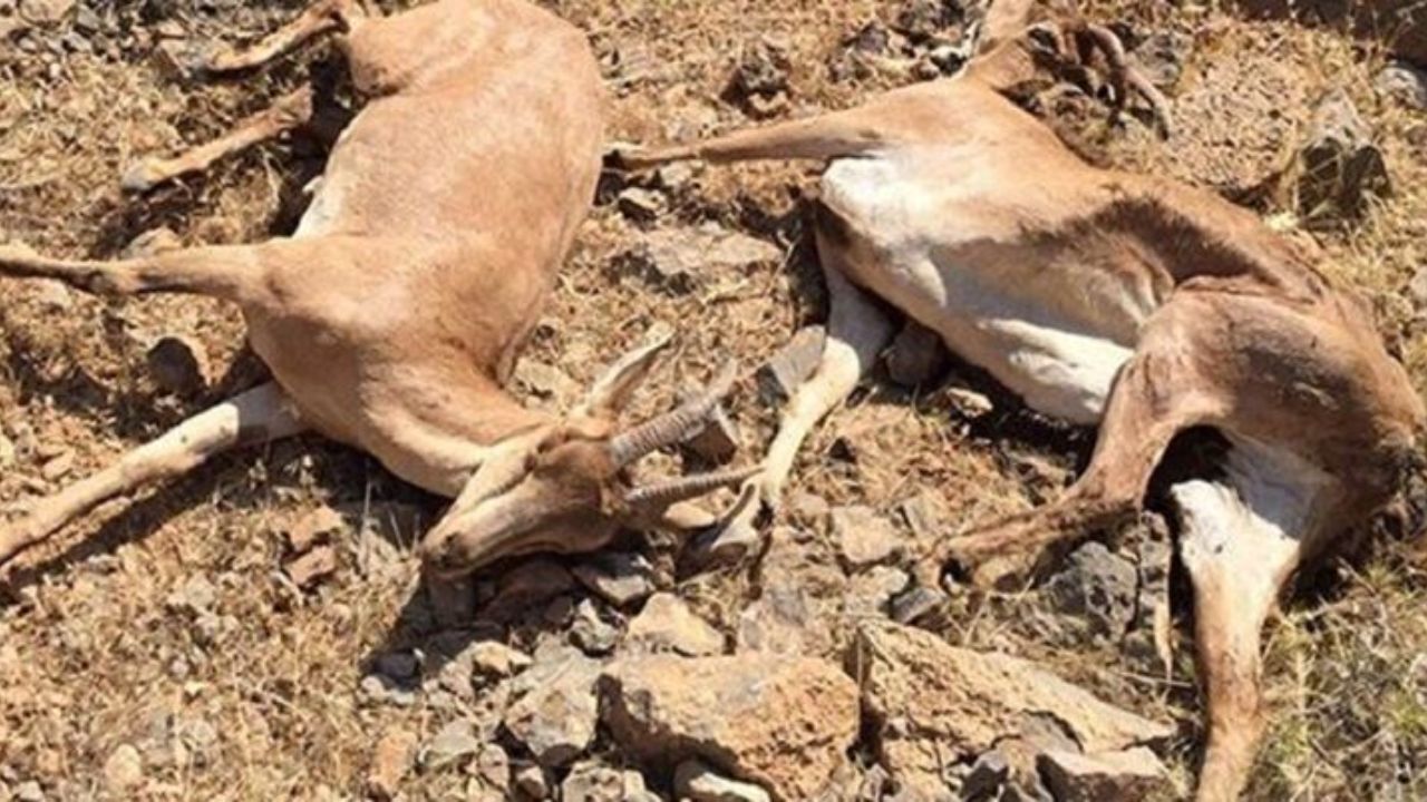 محیط‌زیست احتمال گسترش طاعون نشخوارکنندگان در مازندران را مطرح کرد
