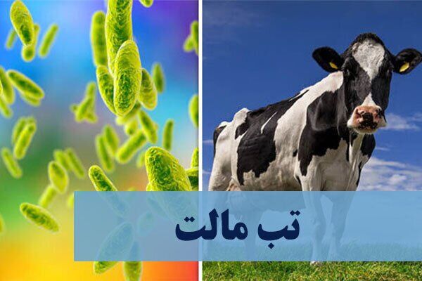 هشدار وزارت بهداشت: ابتلای ۱۸ هزار نفر به تب مالت