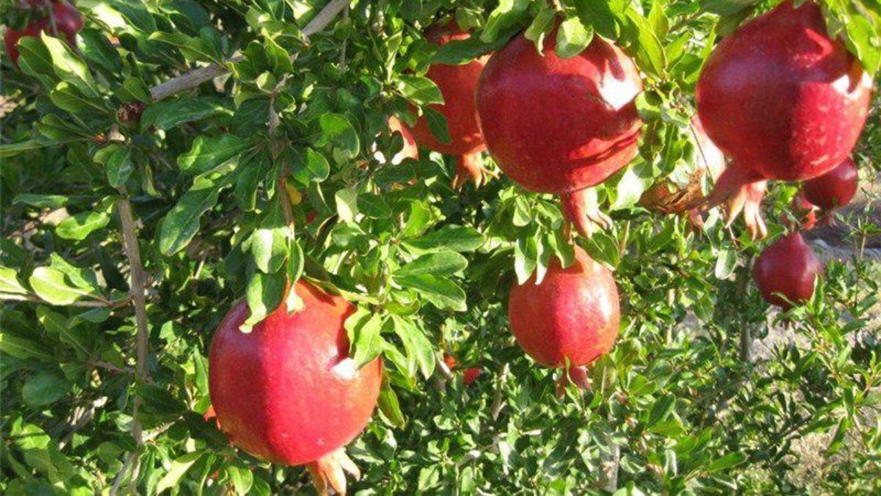 تولید محصولات باغی به 22 میلیون تن رسید