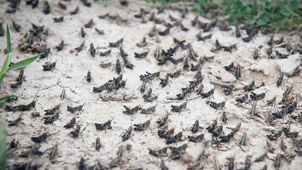 هجوم ملخ‌ها به زمین‌های کشاورزی‌ بندرلنگه
