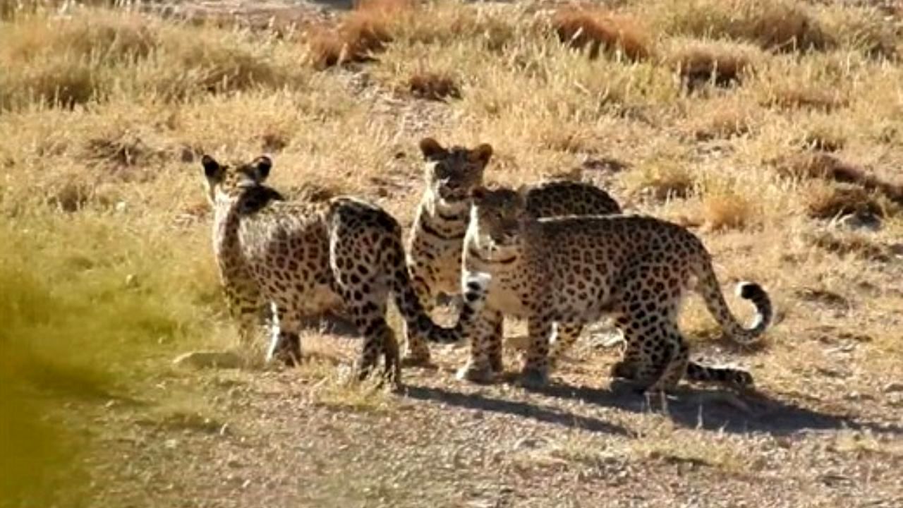 لقاح مصنوعی پلنگ‌ها نیمه‌کاره ماند
