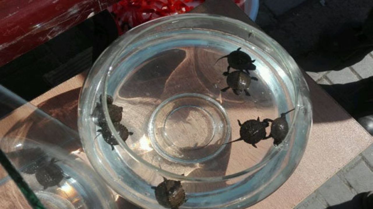 عرضه لاک پشت و سمندر لرستانی در نوروز جرم است