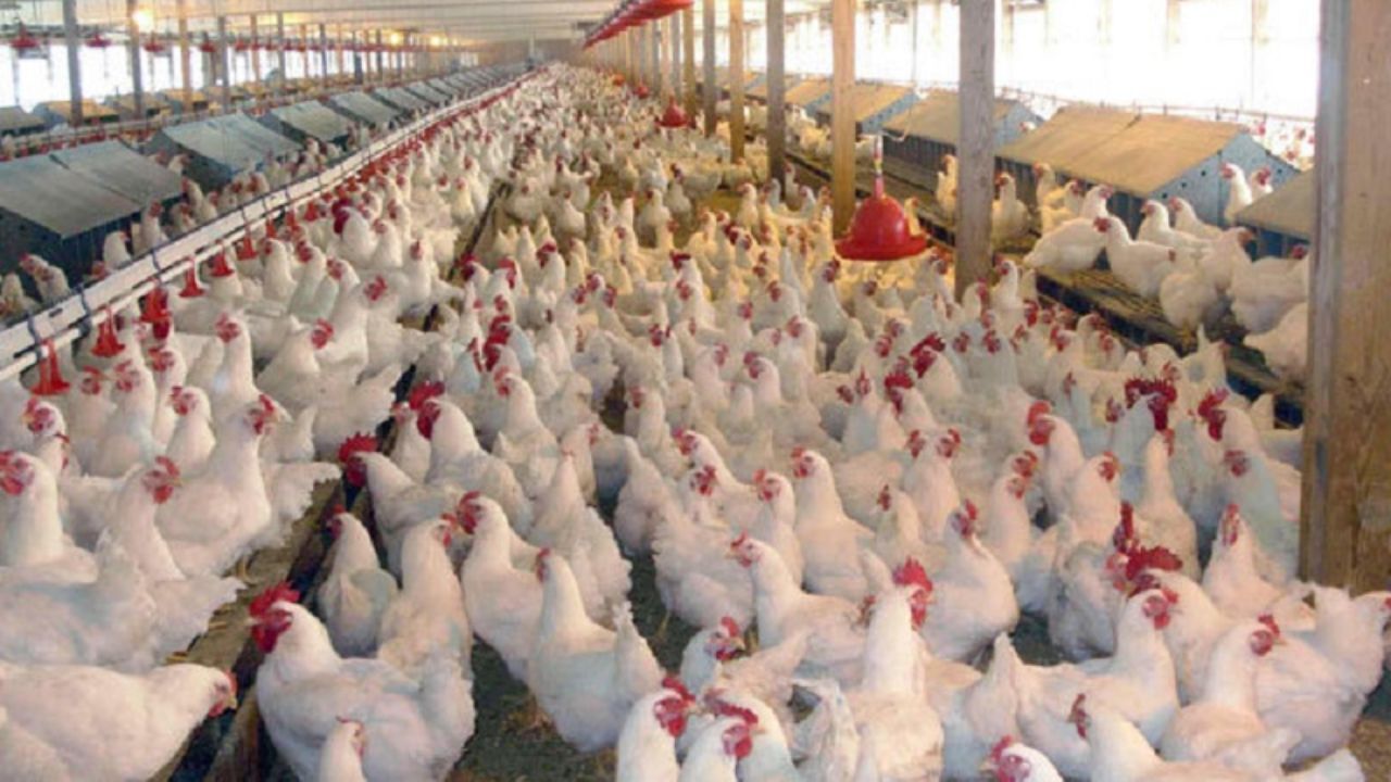 5198 مرغداری گوشتی در سال 97 غیرفعال بوده است