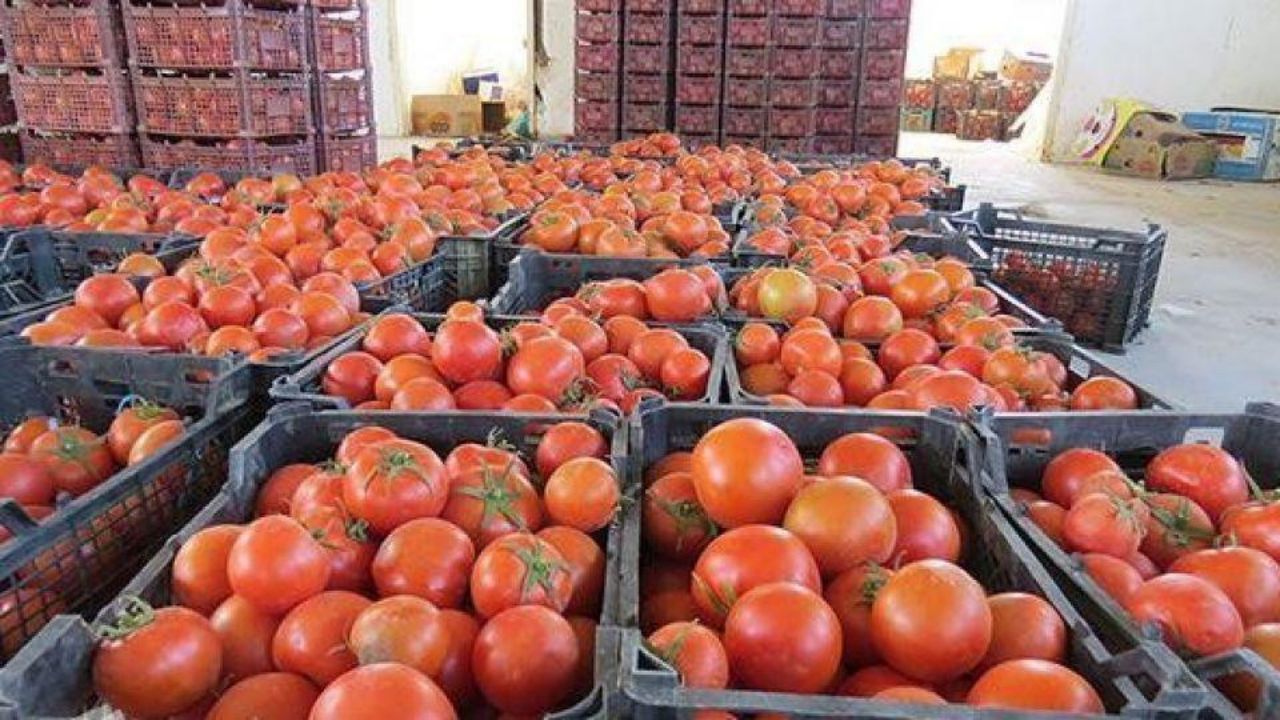 مجوز صادرات گوجه فرنگی صادر شد