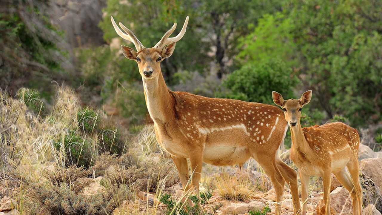 سرنوشت نامعلوم گوزن زرد ایرانی پس از سیل