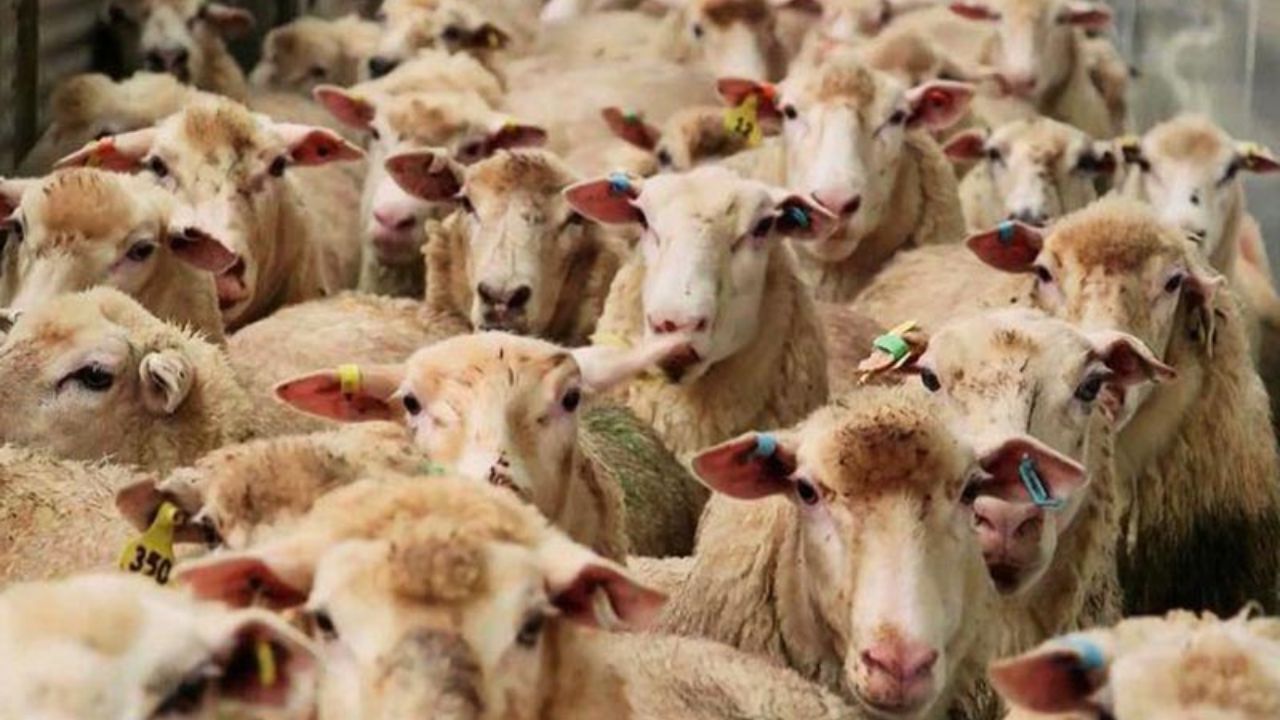 تعداد دام سبک کشور در اسفند 1397 به 6 . 66 میلیون رأس رسید