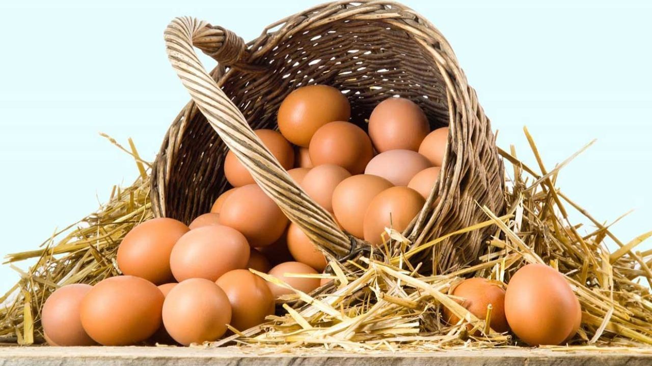 قیمت جدید تخم مرغ بزودی اعلام می‌شود/ رقبای صادراتی زیاد شدند