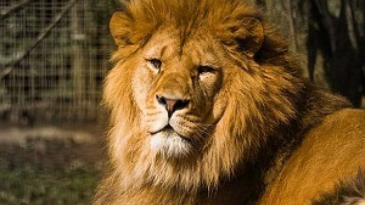 شیر ایرانی پس از یک قرن به کشور باز می‌گردد