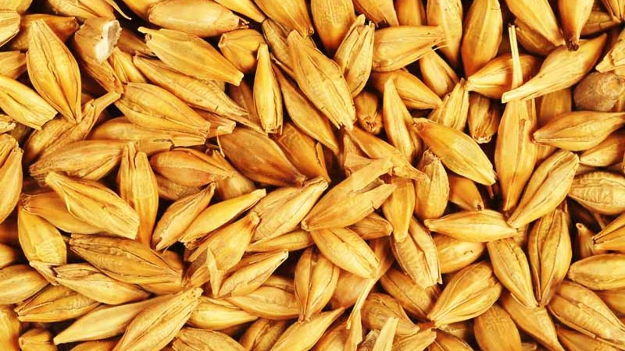 1000تن جو رایگان برای دام در مناطق سیل زده شوشتر توزیع شد
