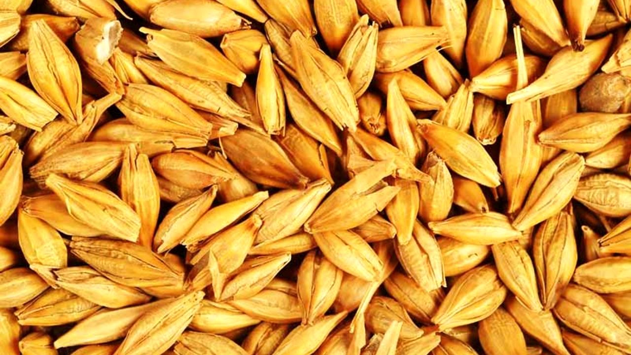 1000تن جو رایگان برای دام در مناطق سیل زده شوشتر توزیع شد