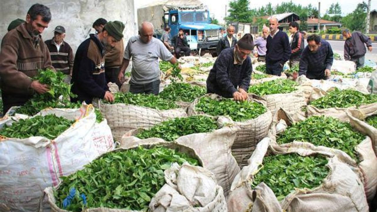 خرید برگ سبز چای به 192 تن رسید/ تولید برگ سبز چای به 120 هزارتن می‌رسد