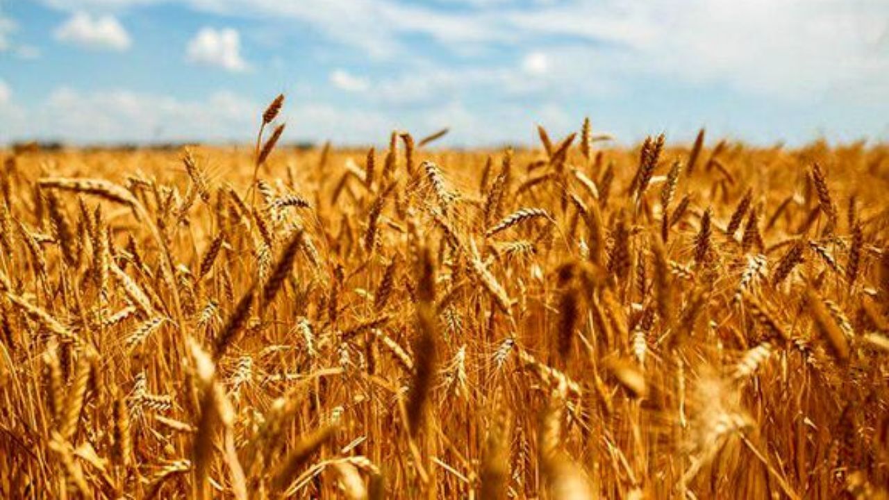 خرید گندم مازاد بر نیاز کشاورزان از 1 میلیون تن گذشت