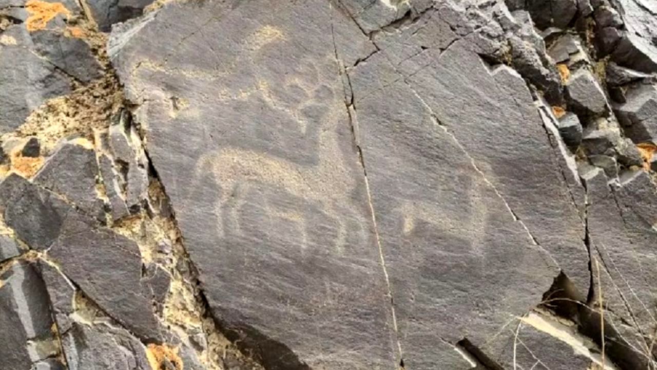 نقش 3500 ساله از حیوانات در چین کشف شد