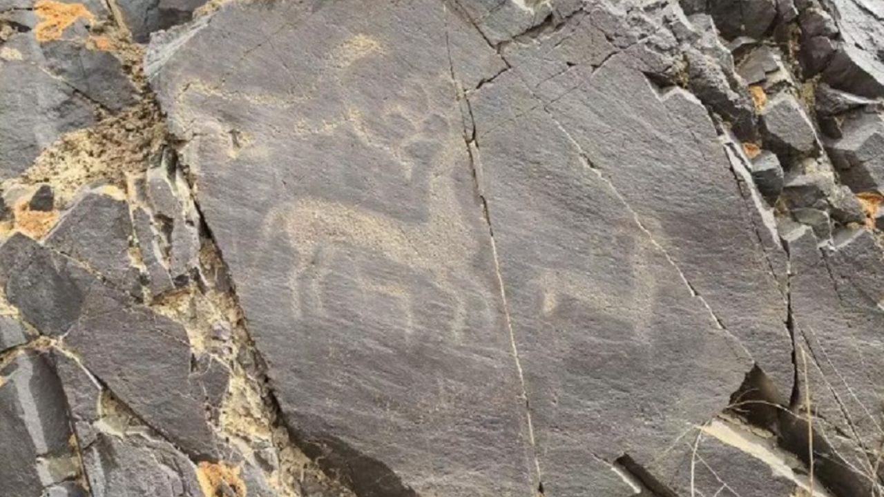 نقش 3500 ساله از حیوانات در چین کشف شد