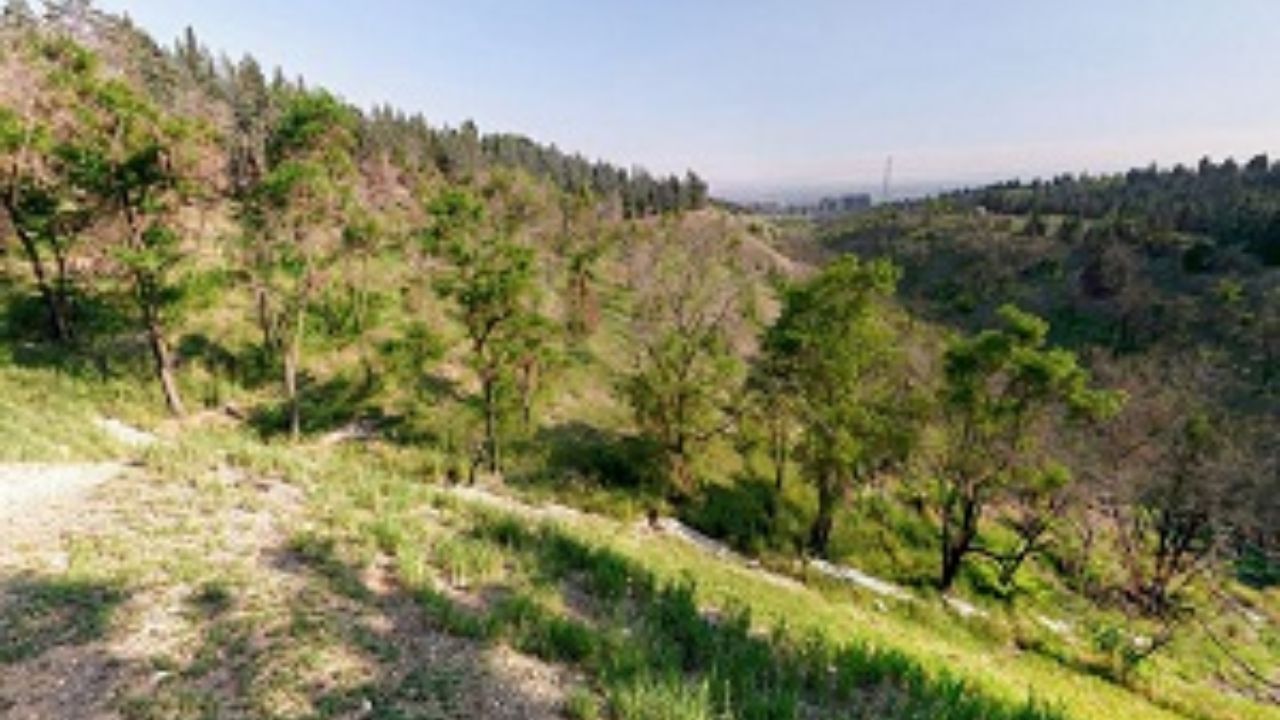 سازمان بوستان‌های پایتخت برای حذف گیاهان بومی خودرو ابلاغیه داد