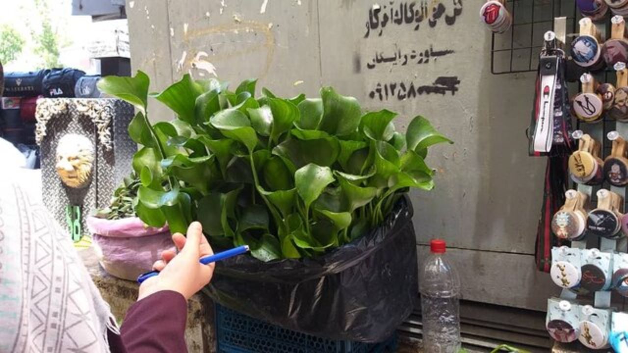 گیاه سرطان‌زا را بشناسیم