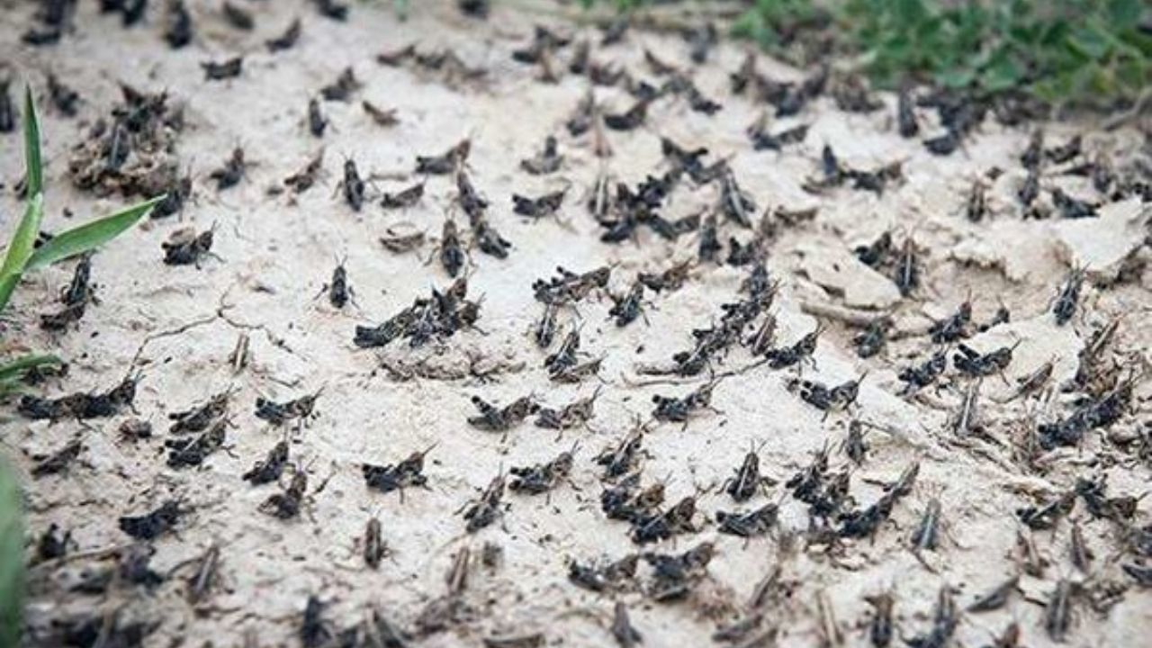 هجوم ملخ صحرایی تا 15 روز آینده شدت می‌یابد